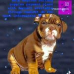 ?????????English Bulldog Male Puppies????????? in London