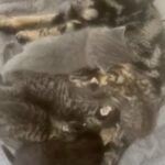 Bengal Mix - 7 Babies in Wirral