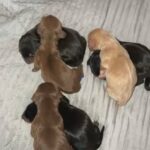 Dachshund Puppies in South Ayrshire