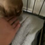 Xl Bully in Trafford