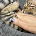 Bengal male pet available in London