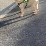 10 Month Old Coco Fawn Male in Cardiff