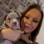 Blue Tri Merle Girl Bossy X Snowstorm XL Bully in Newark and Sherwood