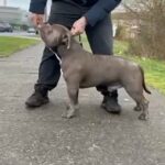 Puppy Lookin For New Home in Tameside