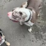 Pocket Bully in Wakefield