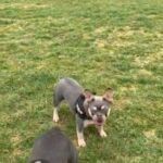 French Bulldog Female, L4 Fluffy & Testable Carrier 7 Months Old in Brentwood