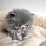 Pedigree peke face exotic persian kittens in Oxford