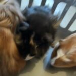 4 Girl Guinea Pigs in Hampshire