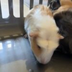 2 Baby Boy Guinea Pigs in Hampshire