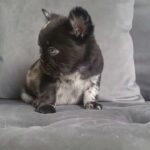stunning French bulldog puppies in Derby