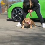 choc/tan American micro bully adult female in Derby