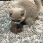Ragdoll Female Cats in Cardiff