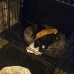 cocker spaniel pups in Manchester