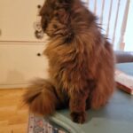 Gorgeous pedigree Exotic girl in Slough
