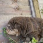 Chocolate & Tan Bear Coat Sharpei Boy Kc Registered in London