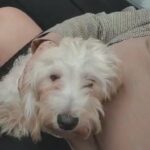 male maltipoo in Manchester