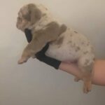 English Bulldog Looking For Forever Home. in Barnsley