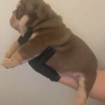 English Bulldog Puppy Looking For A Forever Home ?? in Barnsley