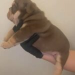 English Bulldog Puppy Looking For A Forever Home 🏡💙 in Barnsley
