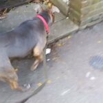 American bully puppy in London