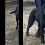 Dutch Shepherd in Doncaster