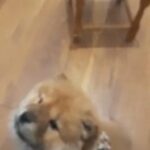 Chow Chow Puppies For Sale Cheap in Croydon
