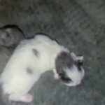 Kittens Silver Norwegian Forest Cat Mix in Bradford