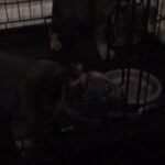 French Bulldog Puppy Hugo in Thurrock