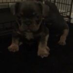 French Bulldog Puppy Bella in Thurrock