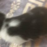 Kitten Ready To Go in Birmingham