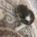 Kitten Ready To Go in Birmingham