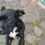 ladrador cross staffy bitch in Staffordshire