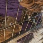 Sprockerpoo puppies in Surrey Heath