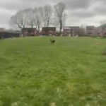 Xena Belgium Mali X German Shepherd 1 Year 3 Months in Manchester