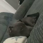 Blue  5 Months Old  Staffy in Manchester