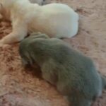 french bulldog puppies in Swansea