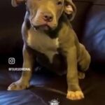 LAMBO American Bully Blue and White Male in Bristol