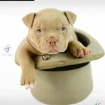 micro exotic bullys in Dudley