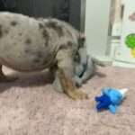 English Bulldog Boy in Liverpool