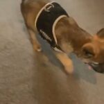 german shepard cross sale in London