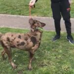 Dapple Dachshund For Sale in Nottingham