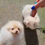 2 POMERANIANS UP FOR SALE in Swansea