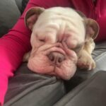 Tri English Bulldog in Leicester