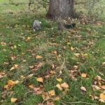Lilac Tan Female And Merle Girl in Cardiff