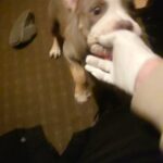 Xl bully in Erewash