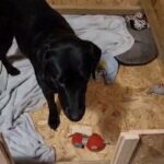 K.C Registered Labrador Retriever puppies in Torbay
