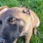 Belgian Malinois in London
