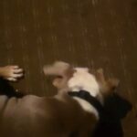 Xl bully in Erewash