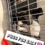 Pug Pups in Coventry