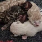 TICA Bengal Kittens with superb Rosetting in Torbay